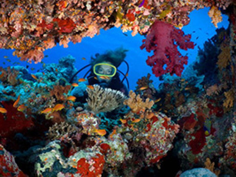 Scuba Diving Activity in Sharm El Sheikh (By Boat)