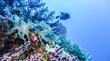 Marsa Alam (Town in Egypt)