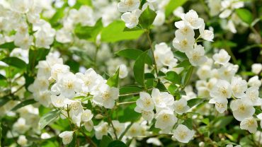 Egypt produces over half of the global supply of perfume