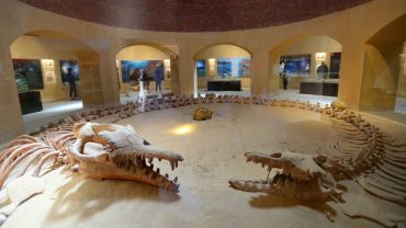 Wadi Al Hitan Fossils